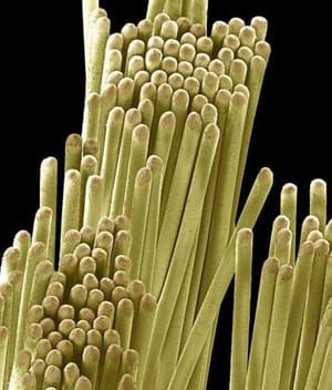 Artwork Title: Spazzolino da denti, visto al microscopio
