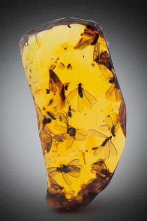 Artwork Title: Amber with winged termite and winged ant inclusions (Hymenaea protera, Miocene)