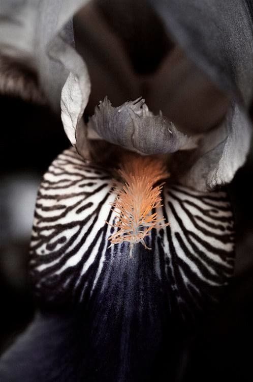 Artwork Title: undefined