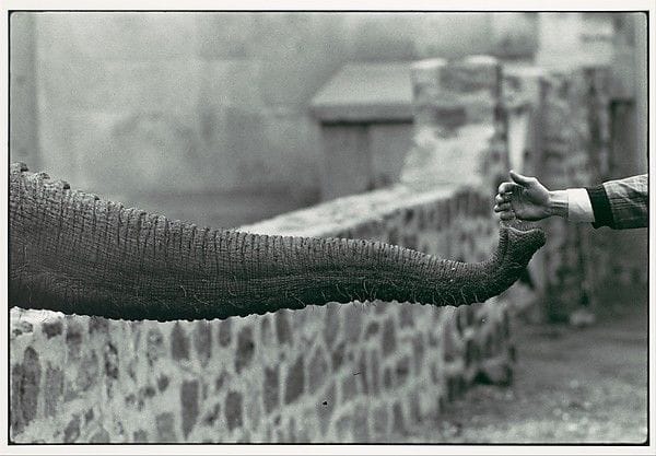 Artwork Title: Hand Feeding Elephant Trunk, Zoo