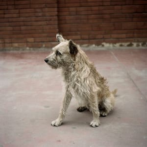 Artwork Title: Dog Days, Bogotá - Untitled 24
