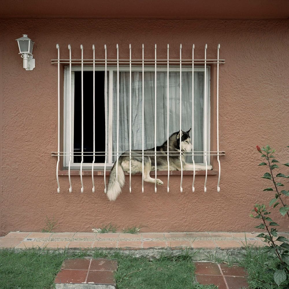 Artwork Title: Dog Days, Bogotá - Untitled 40