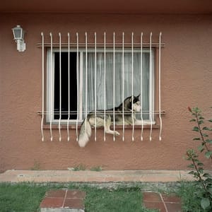 Artwork Title: Dog Days, Bogotá - Untitled 40