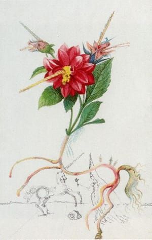 Artwork Title: Dahlia Unicornis