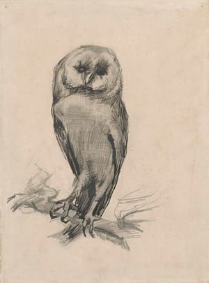 Artwork Title: Barn Owl Viewed from the Front