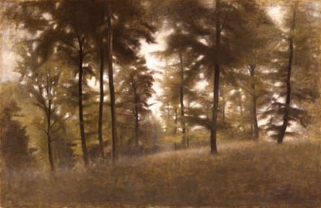 Artwork Title: Forest Interior