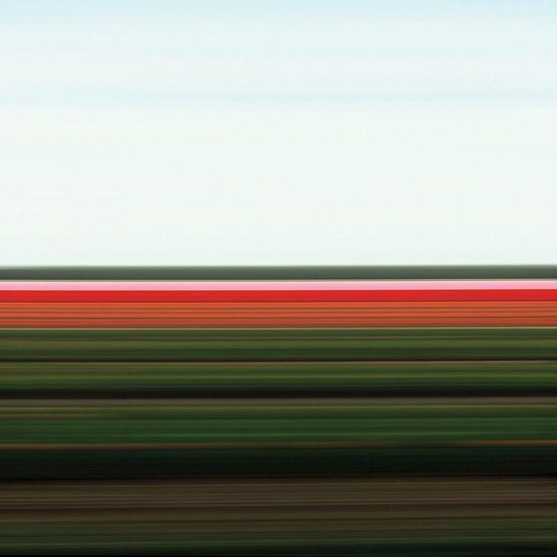 Artwork Title: Tulip Fields VIII