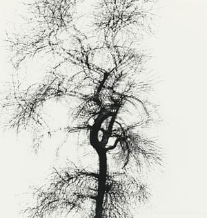 Artwork Title: Multiple Exposure Tree
