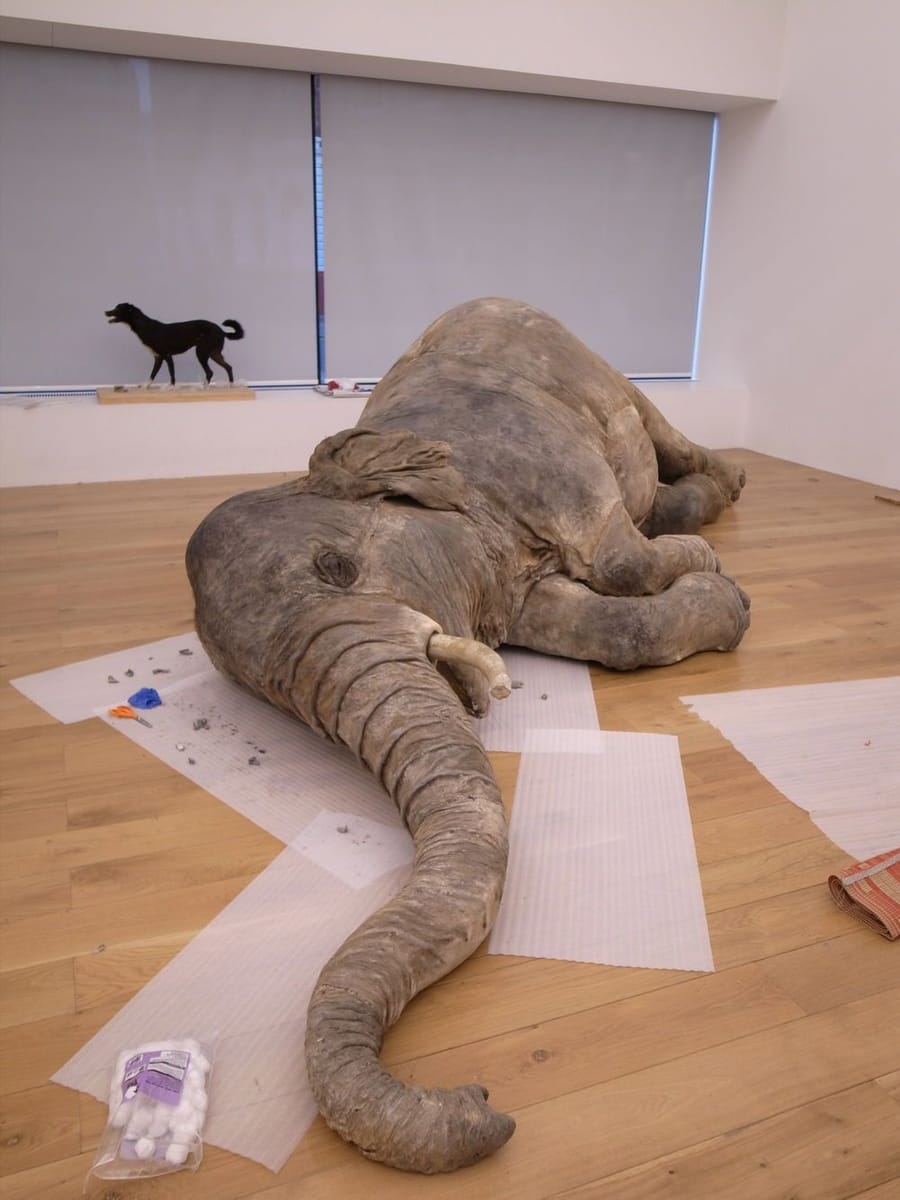 Artwork Title: Dead Elephant