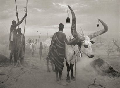 Artwork Title: Dinka Cattle Of Kei, Southern Sudan