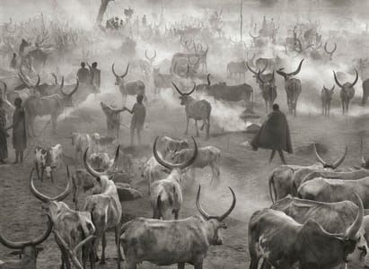 Artwork Title: Dinka Cattle Camp Of Amak, Southern Sudan