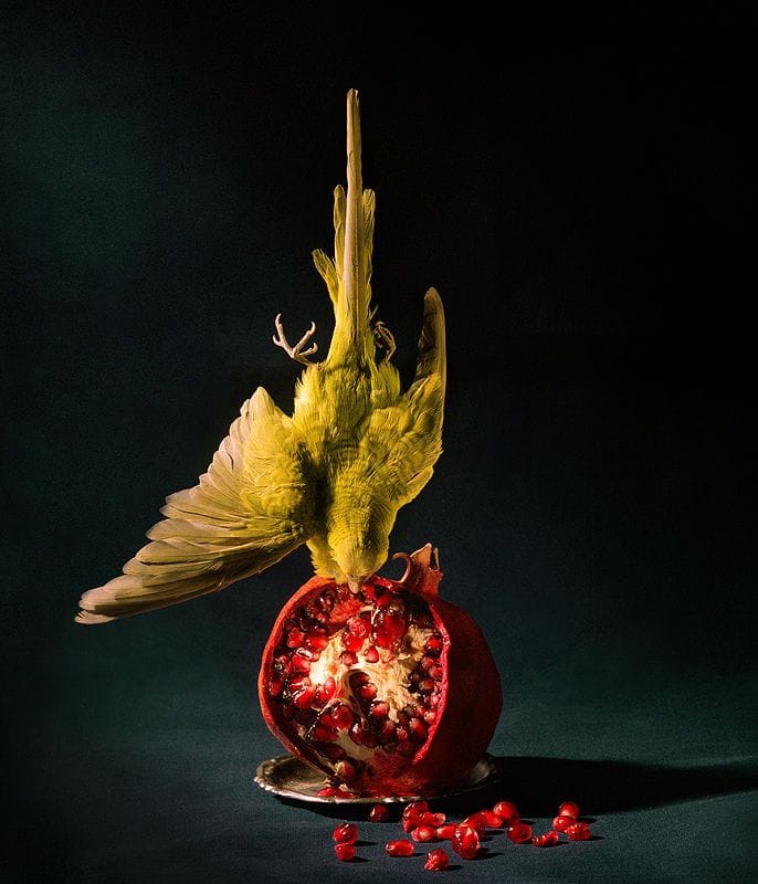 Artwork Title: Budgie And Pomegranate