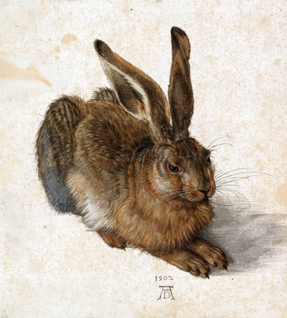 Artwork Title: The Young Hare