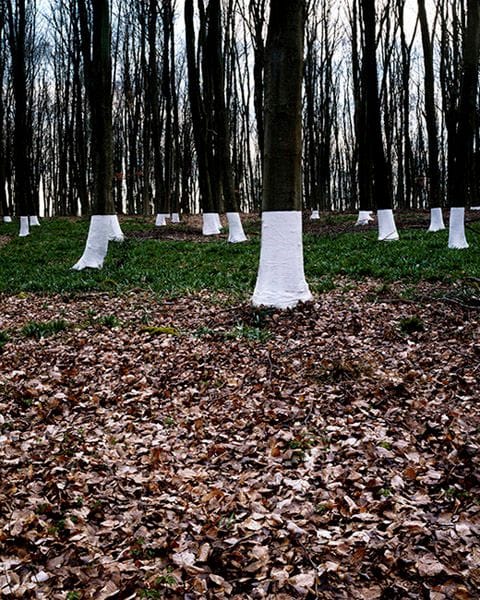 Artwork Title: Beeches