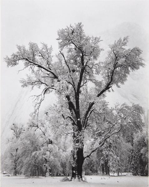 Artwork Title: Oak Tree, Snow Storm, Yosemite National Park, California