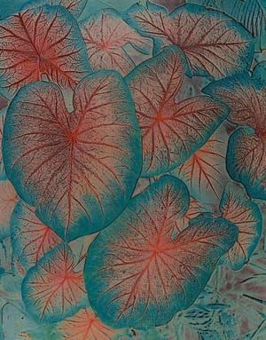 Artwork Title: Ansel Adams, Caladium Leaves, Foster Botanical Gardens, Honolulu, Hawaii