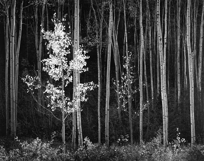 Artwork Title: Aspens, Northern New Mexico