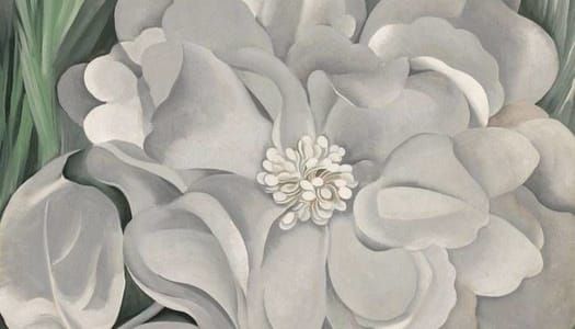 Artwork Title: The White Calico Flower
