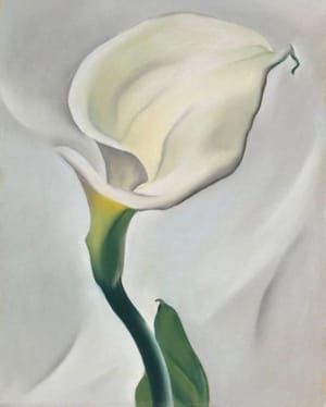 Artwork Title: Calla Lily Turned Away