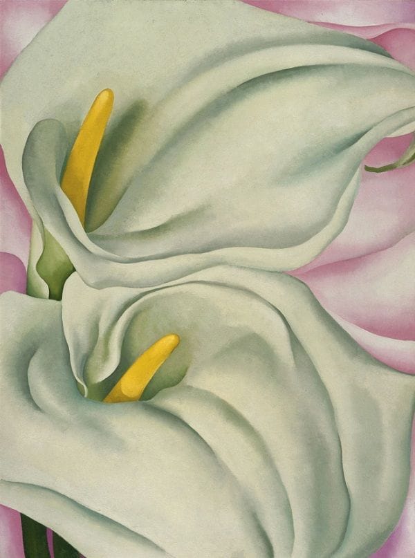 Artwork Title: Two Calla Lillies on Pink