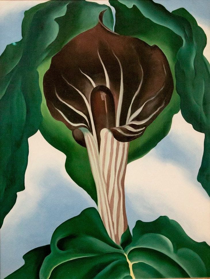 Artwork Title: Jack in the Pulpit No. III