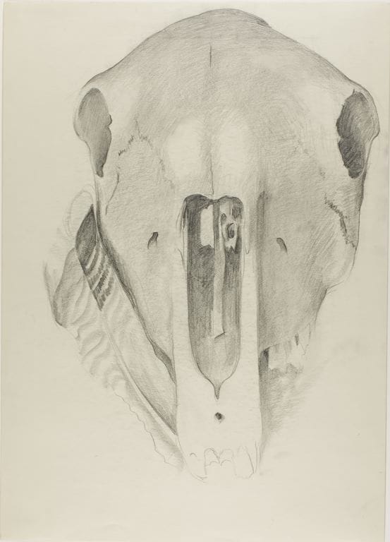 Artwork Title: Mule Skull with Turkey Feather