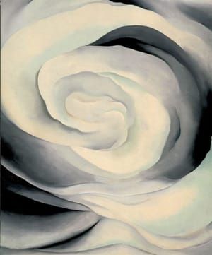 Artwork Title: Abstraction White Rose