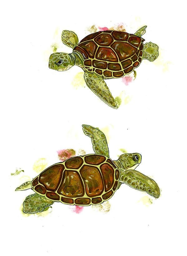 Artwork Title: Turtles
