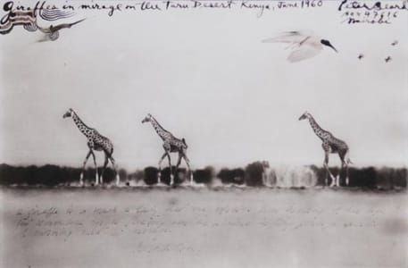 Artwork Title: Giraffes In Mirage On The Tarn Desert