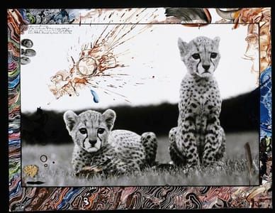 Artwork Title: Orphaned Cheetah Cubs, Mweiga, Kenya