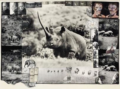 Artwork Title: World-class Rhino, Aberdare Forest
