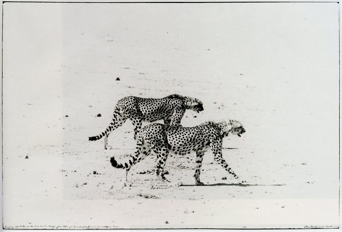 Artwork Title: Hunting Cheetahs on The Taru Desert, Kenya