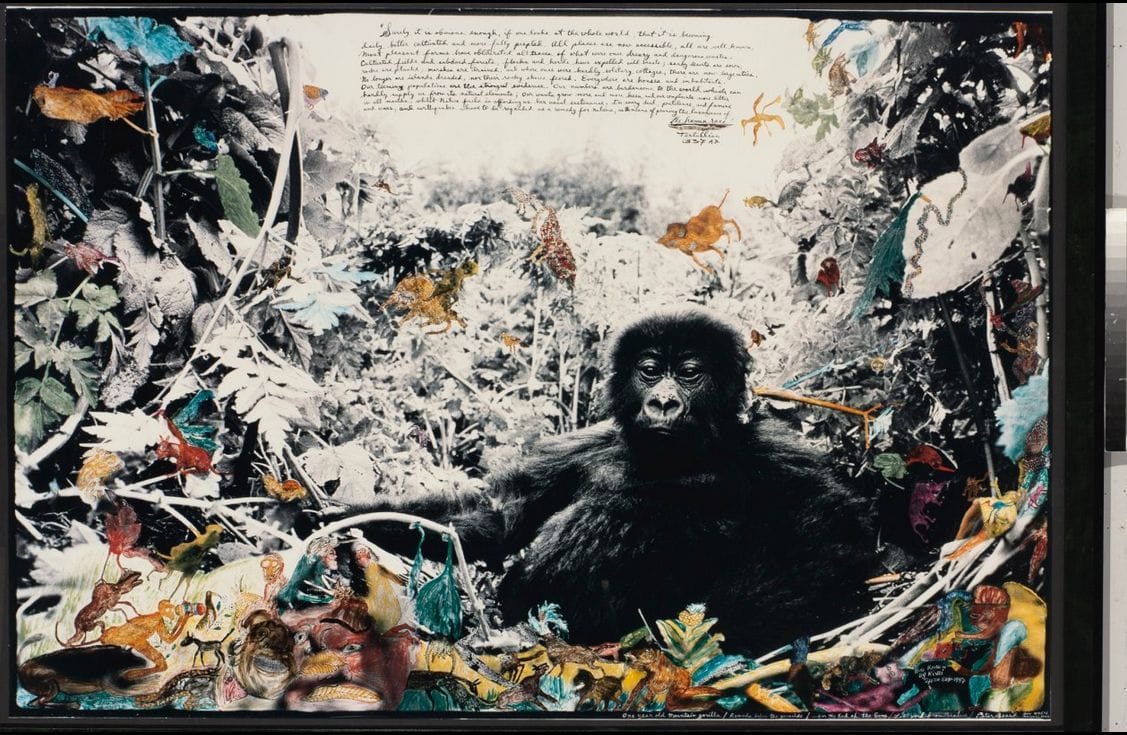 Peter Beard - One Gorilla, Rwanda, Mountain Year 1984 Old