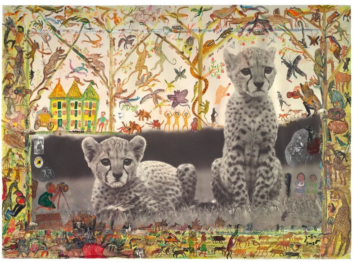 Artwork Title: Orphaned Cheetah Cubs, Mweiga, Kenya