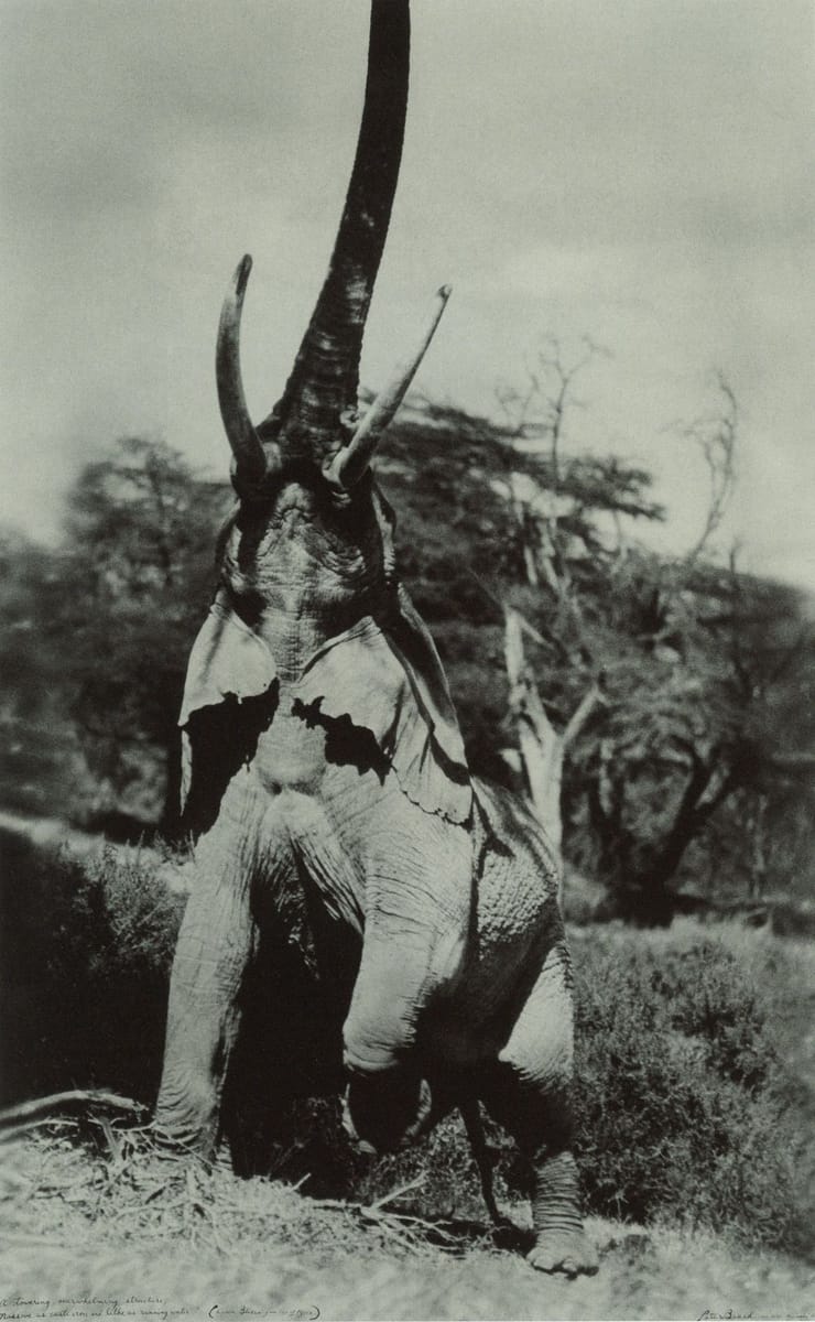 Artwork Title: Reaching Elephant, Kenya