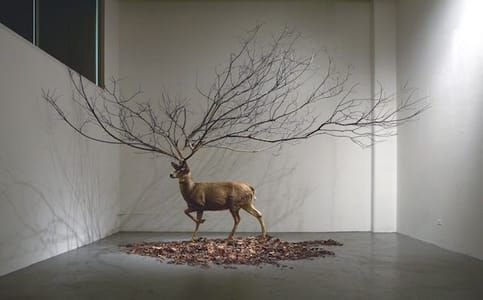 Artwork Title: Untitled Deer Taxidermy