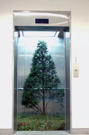 Artwork Title: Elevator Yew Tree