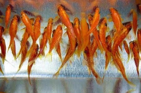 Artwork Title: Goldfish In Metal Lined Tea Box