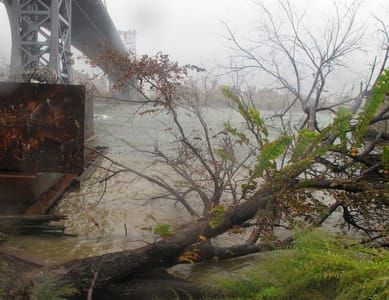 Artwork Title: Fallen Tree And Rising Waters Beneath Williamsburg Bridge, Brooklyn