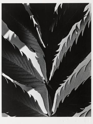 Artwork Title: Leaf Pattern