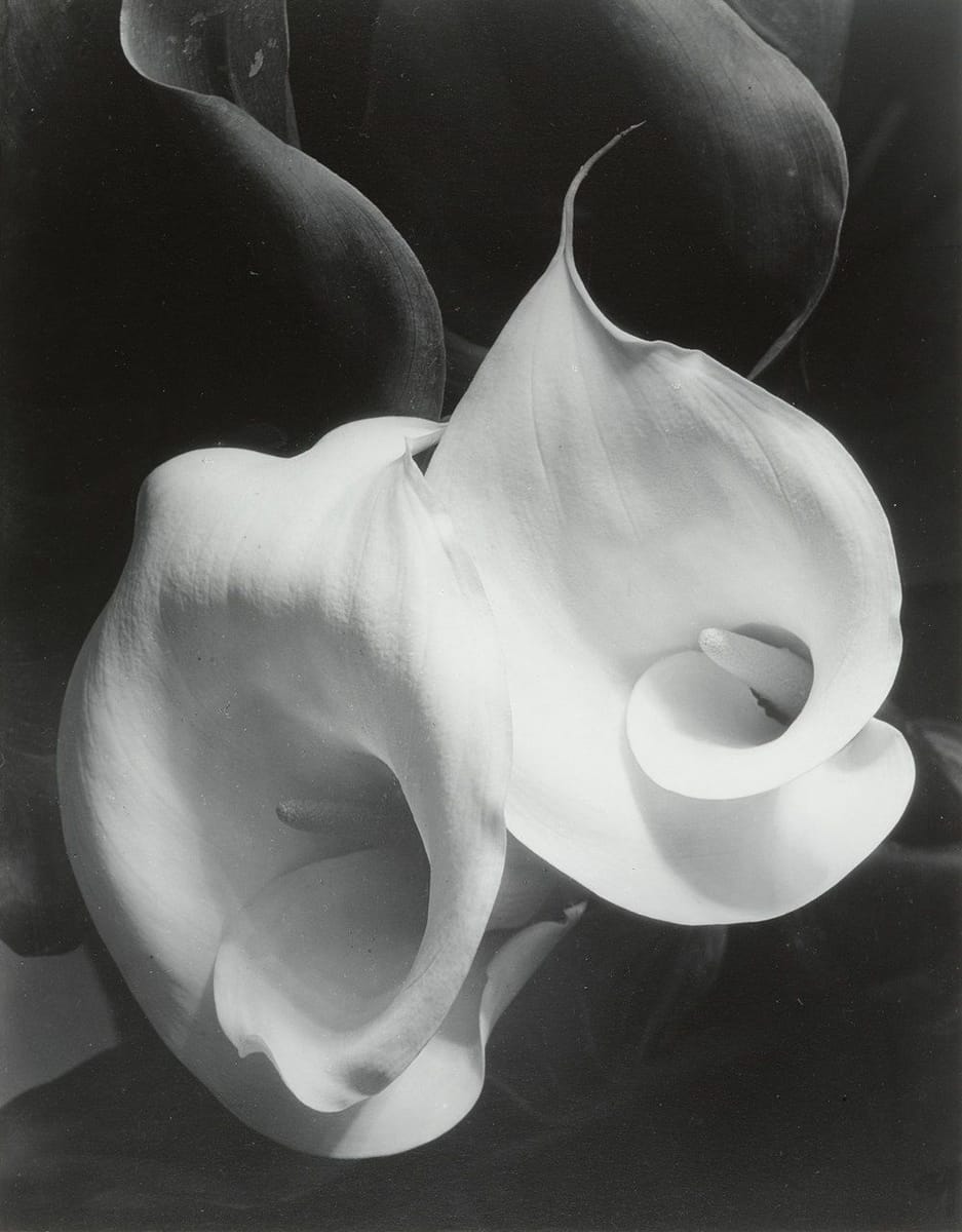 Artwork Title: Two Calla Lilies
