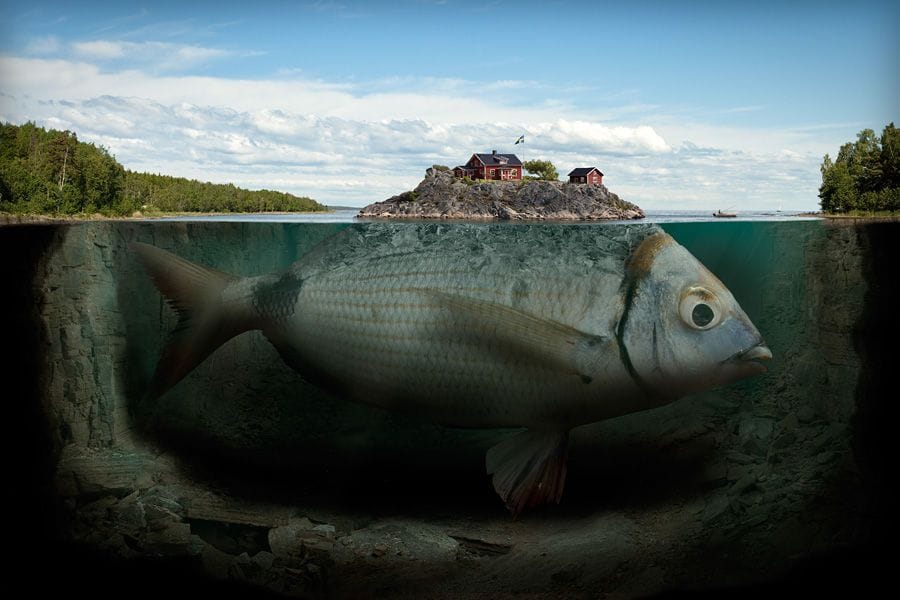 Artwork Title: Fishy Island