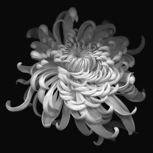 Artwork Title: Flower No.1 - Chrysanthenum