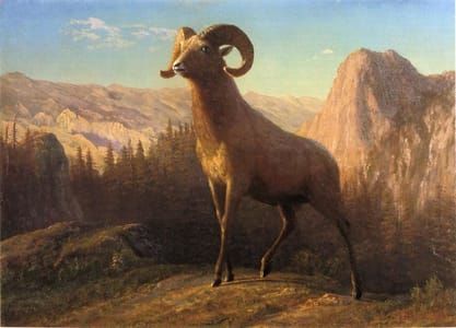Artwork Title: A Rocky Mountain Sheep - Ovis, Montana