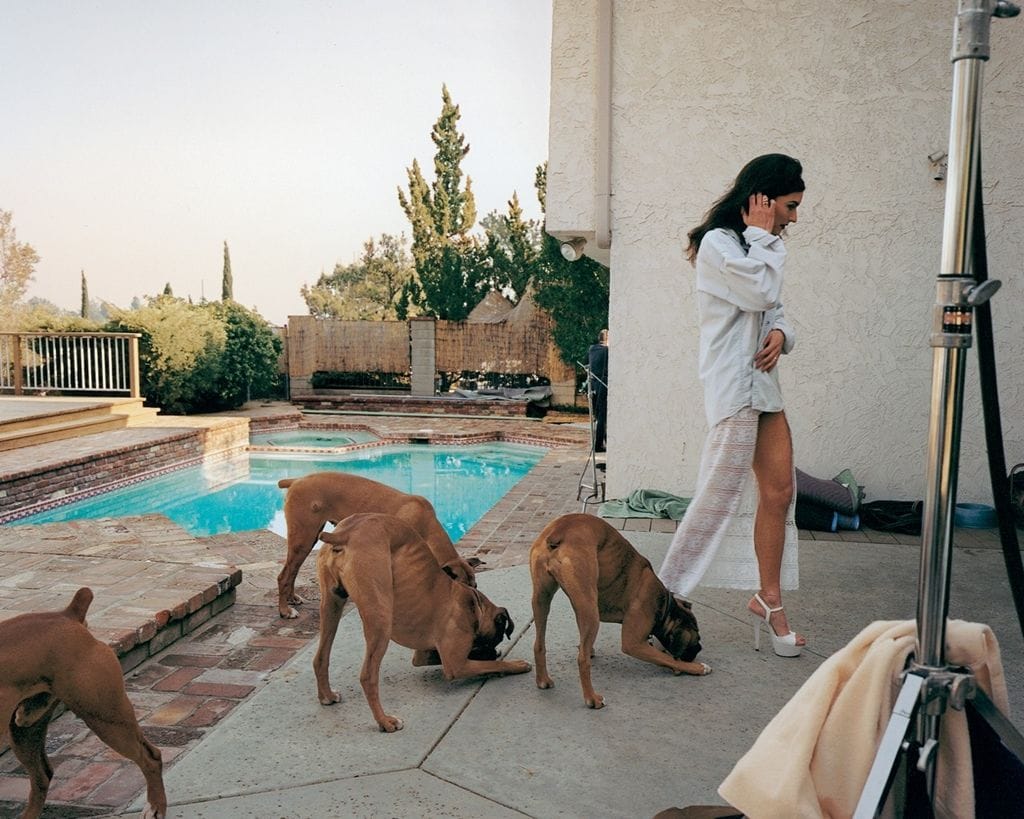 Artwork Title: Boxer Dogs, Mission Hills