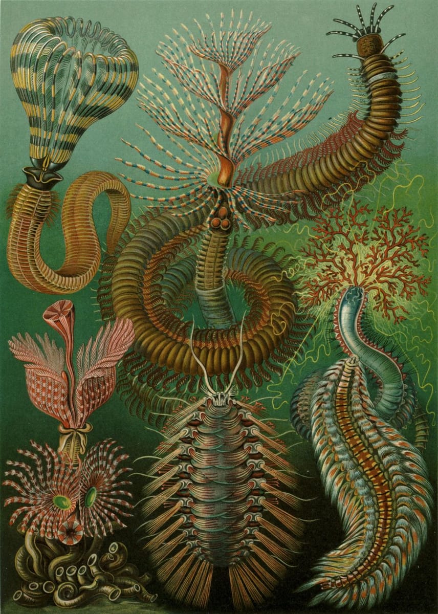 Artwork Title: Ilustration from Kunstformen der Natur, Plate 96 the Chaetopoda or Annelid worms