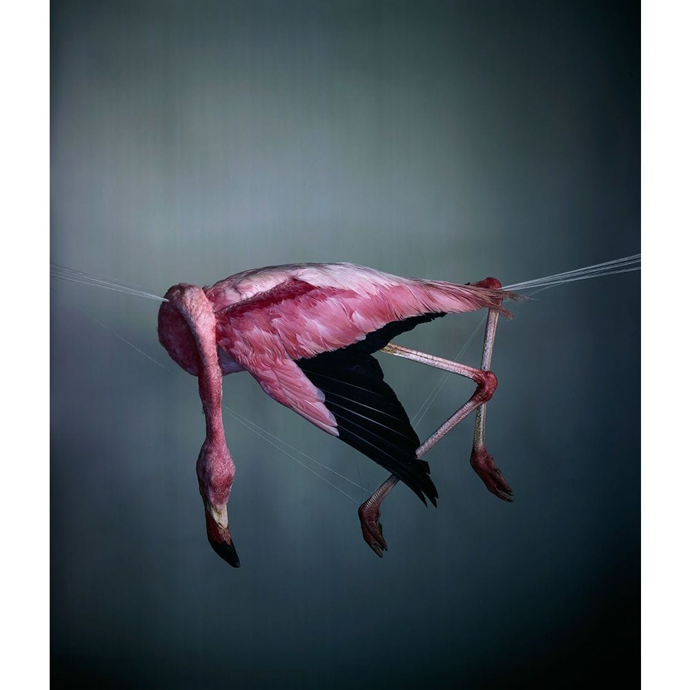 Artwork Title: Flamingo I