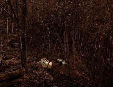 Artwork Title: Forensic Anthropology Research Facility, Decomposing Corpse, University of Tennessee, Knoxville, Ten