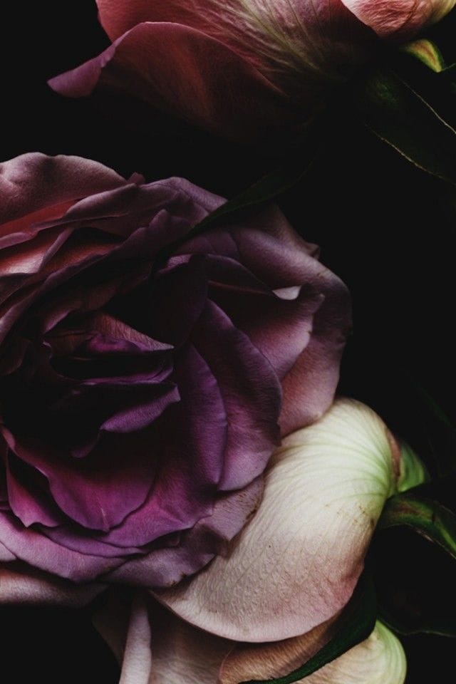 Artwork Title: Rose-9445