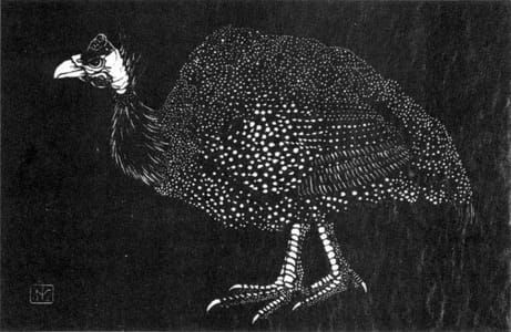 Artwork Title: Parelhoen (Guinea Fowl) (Also known as Poelepetaat)